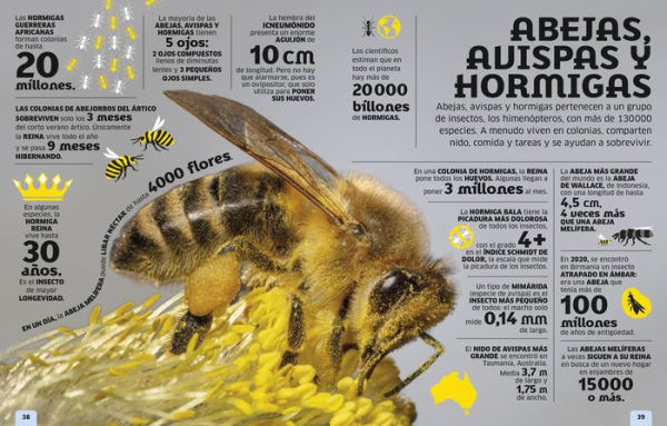 El mundo en números: Animales (Our World in Numbers Animals)