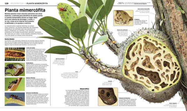 Plantas y hongos (Knowledge Encyclopedia Plants and Fungi!)