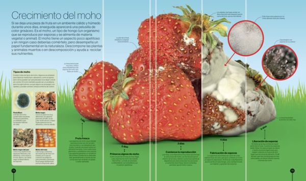 Los ciclos de la naturaleza (Timelines of Nature)