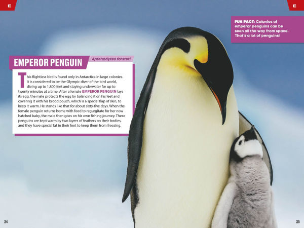 TIME for Kids: Spectacular Sea Creatures: 101 Animals You Need to Know!