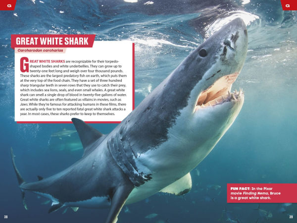 TIME for Kids: Spectacular Sea Creatures: 101 Animals You Need to Know!