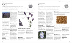 Alternative view 6 of Enciclopedia de plantas medicinales (Encyclopedia of Herbal Medicine)