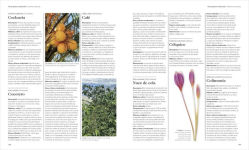 Alternative view 7 of Enciclopedia de plantas medicinales (Encyclopedia of Herbal Medicine)