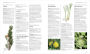 Alternative view 8 of Enciclopedia de plantas medicinales (Encyclopedia of Herbal Medicine)