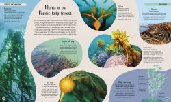 Alternative view 2 of Ocean: Dive In and Discover the World Beneath the Waves