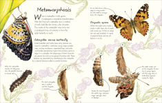 Alternative view 6 of An Anthology of Butterflies and Moths: A Collection of Butterflies and Moths from Around the World
