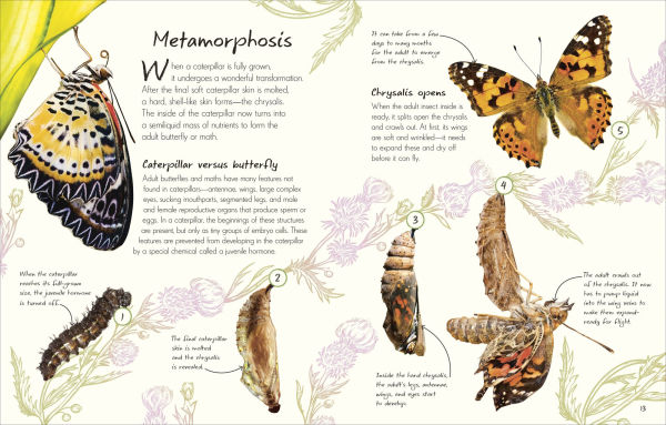 An Anthology of Butterflies and Moths: A Collection Moths from Around the World
