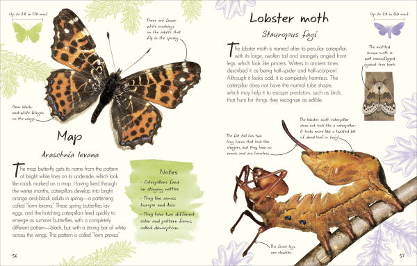 An Anthology of Butterflies and Moths: A Collection Moths from Around the World