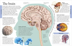 Alternative view 5 of Human Body A Visual Encyclopedia