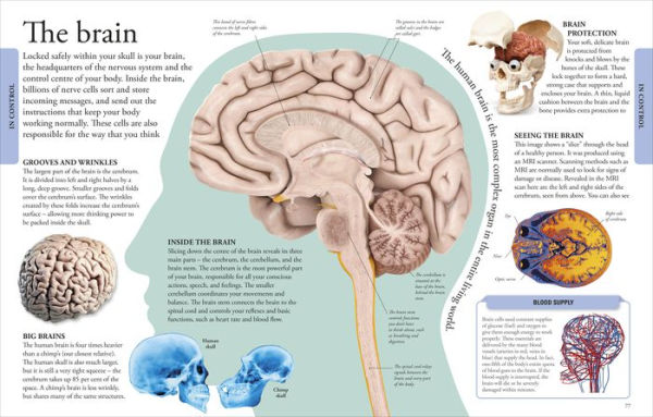 Human Body A Visual Encyclopedia