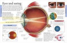 Alternative view 6 of Human Body A Visual Encyclopedia