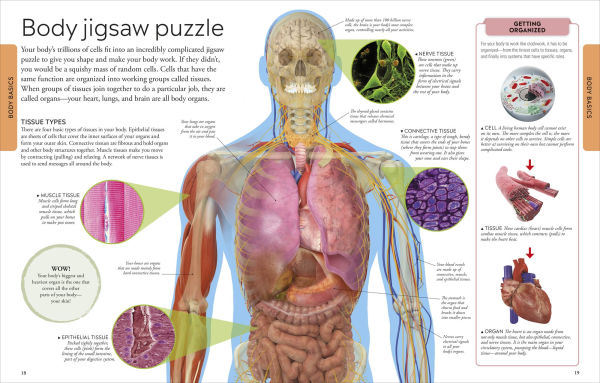 Human Body A Visual Encyclopedia