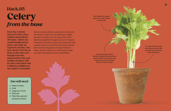 Grow Your Groceries: 40 Hacks for Growing Plants from Supermarket Foods
