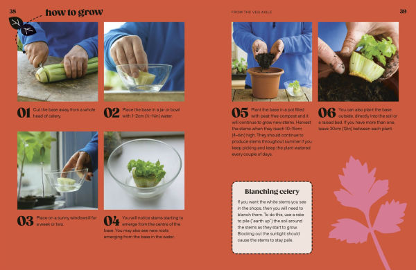 Grow Your Groceries: 40 Hacks for Growing Plants from Supermarket Foods