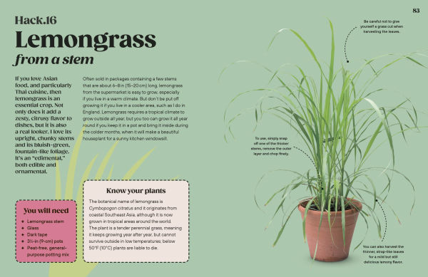 Grow Your Groceries: 40 Hacks for Growing Plants from Supermarket Foods