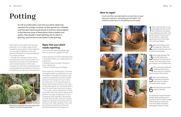 Cacti and Succulents: On-point Advice to Keep Your Plants Looking Sharp