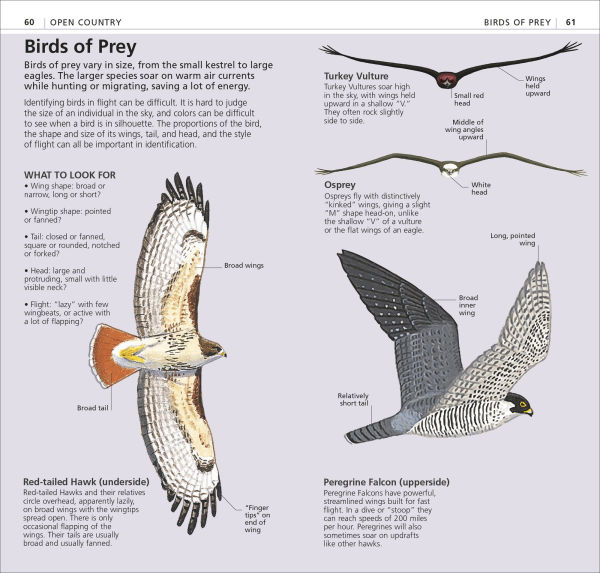 What's that Bird?