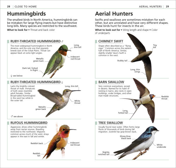 What's that Bird?