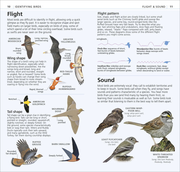 What's that Bird?