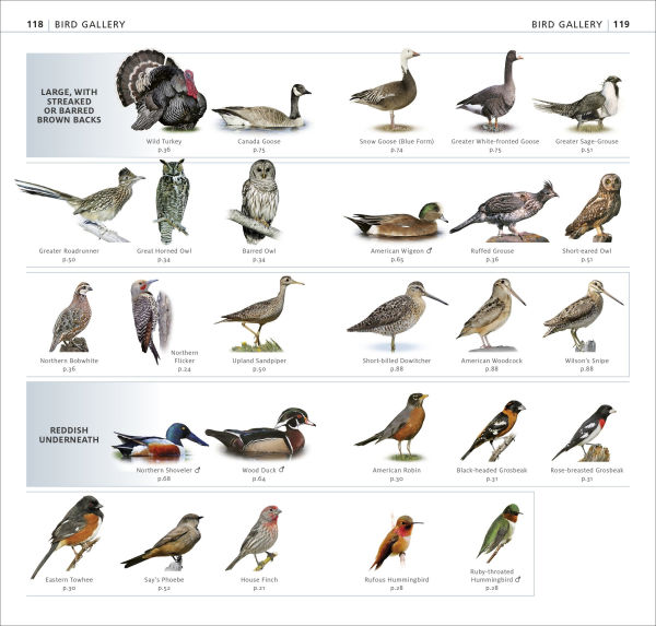 What's that Bird?