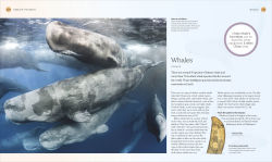 Alternative view 14 of The Ocean Book: The Stories, Science, and History of Oceans