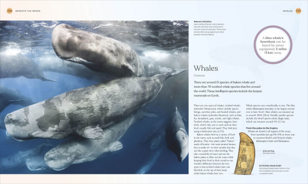 The Ocean Book: The Stories, Science, and History of Oceans