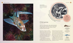 Alternative view 15 of The Ocean Book: The Stories, Science, and History of Oceans