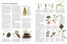 Alternative view 3 of Propagating Plants: How to Grow Plants for Free
