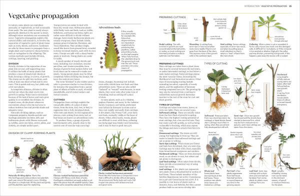 Propagating Plants: How to Grow Plants for Free