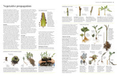 Alternative view 4 of Propagating Plants: How to Grow Plants for Free