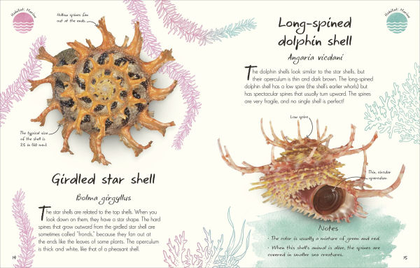 An Anthology of Shells: A Collection of Fascinating Shells from Around the World