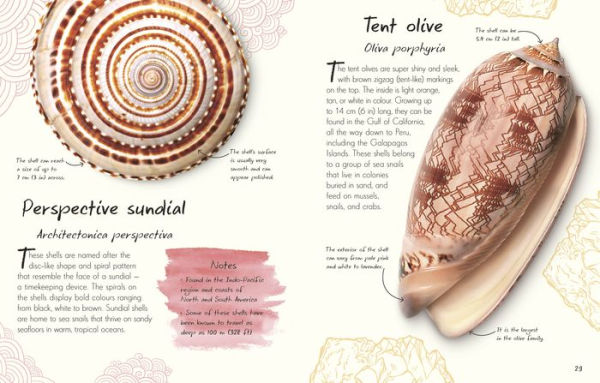 An Anthology of Shells: A Collection of Fascinating Shells from Around the World