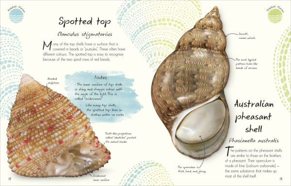An Anthology of Shells: A Collection of Fascinating Shells from Around the World