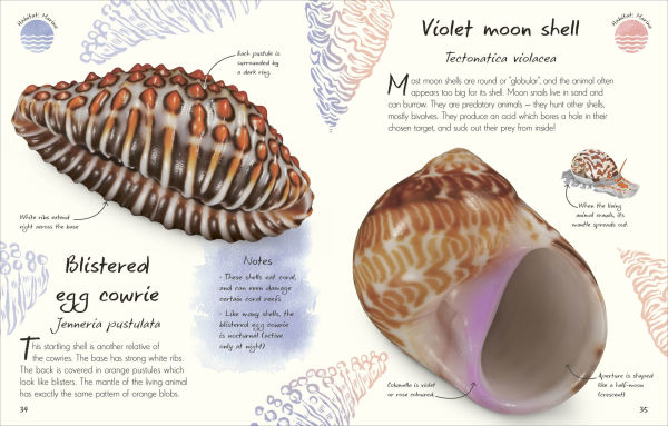 An Anthology of Shells: A Collection of Fascinating Shells from Around the World