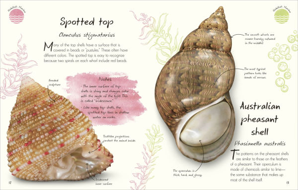 An Anthology of Shells: A Collection of Fascinating Shells from Around the World