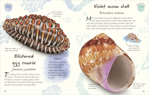 An Anthology of Shells: A Collection of Fascinating Shells