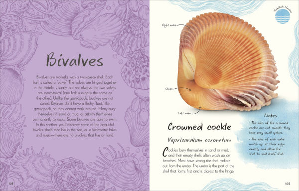 An Anthology of Shells: A Collection of Fascinating Shells from Around the World