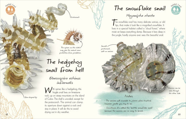 An Anthology of Shells: A Collection of Fascinating Shells from Around the World