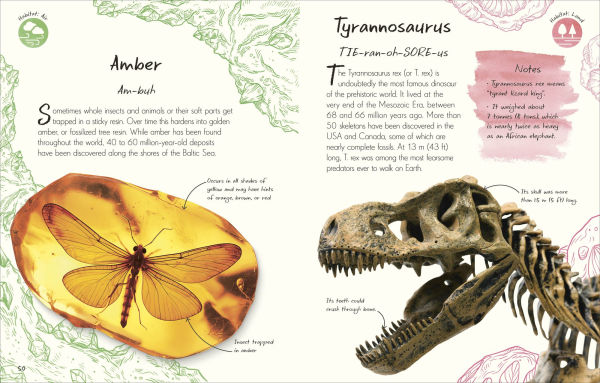An Anthology of Fossils: A Collection Plant and Animal Fossils From Around the World