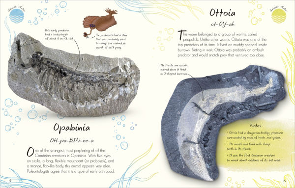 An Anthology of Fossils: A Collection Plant and Animal Fossils From Around the World