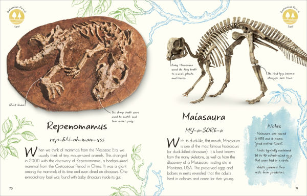 An Anthology of Fossils: A Collection Plant and Animal Fossils From Around the World