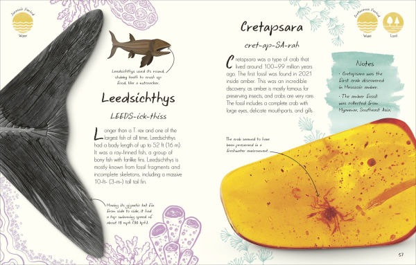 An Anthology of Fossils: A Collection Plant and Animal Fossils From Around the World