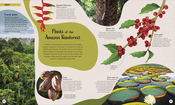 Forest: Walk Through the Fascinating World of the Wild by DK