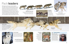 Alternative view 7 of Eyewitness Dog