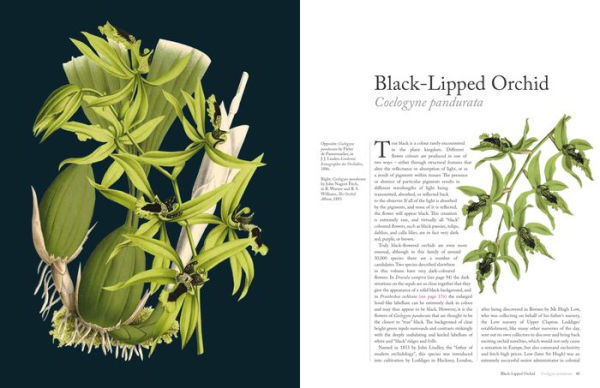 The Orchid: Celebrating 40 of the World's Most Charismatic Orchids Through Rare Prints and Classic Texts