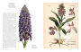 Alternative view 3 of The Orchid: Celebrating 40 of the World's Most Charismatic Orchids Through Rare Prints and Classic Texts