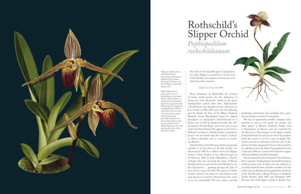 The Orchid: Celebrating 40 of the World's Most Charismatic Orchids Through Rare Prints and Classic Texts