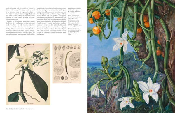 The Orchid: Celebrating 40 of the World's Most Charismatic Orchids Through Rare Prints and Classic Texts