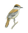 Alternative view 6 of National Geographic Field Guide to the Birds of North America