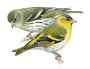 Alternative view 9 of National Geographic Field Guide to the Birds of North America